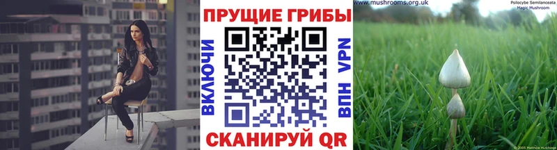 Галлюциногенные грибы прущие грибы  наркотики  MEGA ТОР  Кудрово 